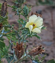 Argemone subfusiformis