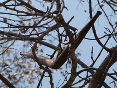 Strophanthus kombe