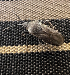 Hypselonotini