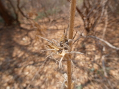 Strophanthus kombe