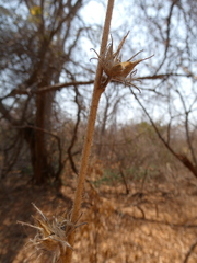 Strophanthus kombe