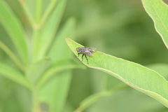 Diptera