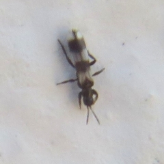Aeolothrips