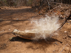 Strophanthus kombe