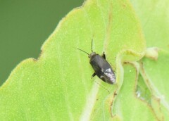 Miridae