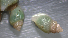 Curtitoma incisula