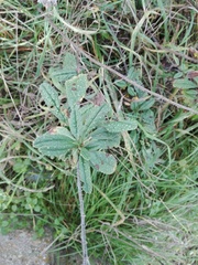 Echium rosulatum