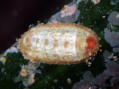 Ischnochiton rissoi