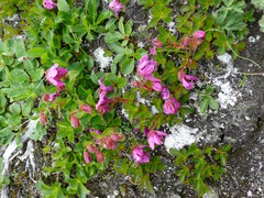 Rhododendron camtschaticum