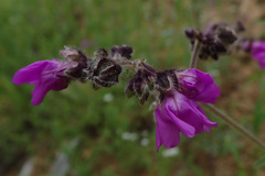 Mirabilis melanotricha