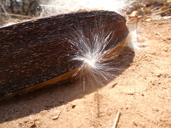 Strophanthus kombe