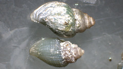 Curtitoma incisula