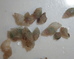 Curtitoma incisula