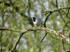 Motacilla alba alba