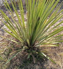 Dasylirion cedrosanum