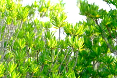 Stenostomum acutatum