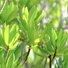 Stenostomum acutatum