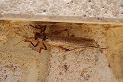 Gryllacrididae