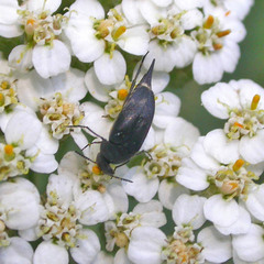 Variimorda villosa