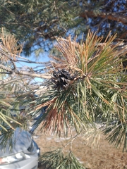 Pinus sylvestris