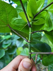 Hibiscus tiliaceus pernambucensis