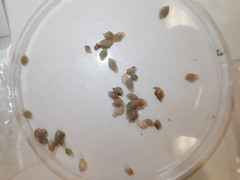 Curtitoma incisula