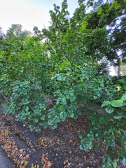 Hibiscus tiliaceus pernambucensis