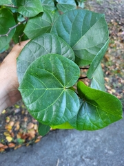 Hibiscus tiliaceus pernambucensis