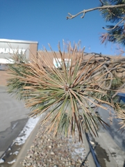 Pinus sylvestris