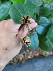 Hibiscus tiliaceus pernambucensis