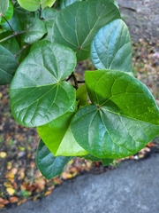 Hibiscus tiliaceus pernambucensis