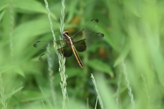 Libellula luctuosa