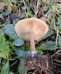 Clitocybe metachroa