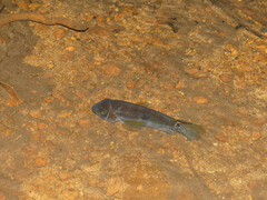 Cichlidae