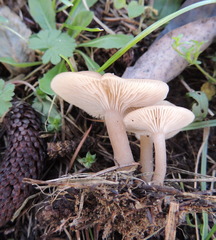 Clitocybe metachroa