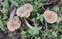 Clitocybe metachroa