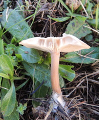 Clitocybe metachroa