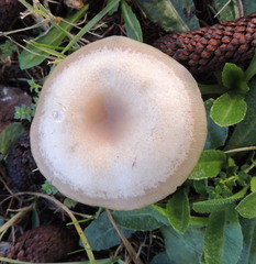 Clitocybe metachroa