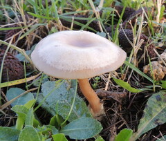 Clitocybe metachroa