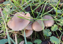 Clitocybe metachroa