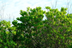 Stenostomum acutatum