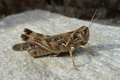 Dociostaurus maroccanus