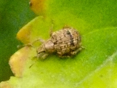 Sciobius