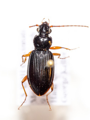 Patrobus longicornis