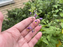 Solanum dulcamara