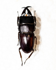 Dorcus meeki