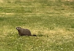 Marmota monax