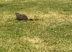 Marmota monax