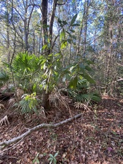 Persea borbonia