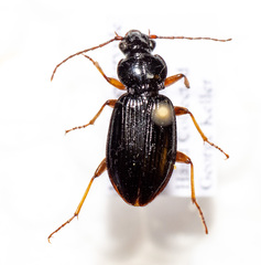 Patrobus longicornis